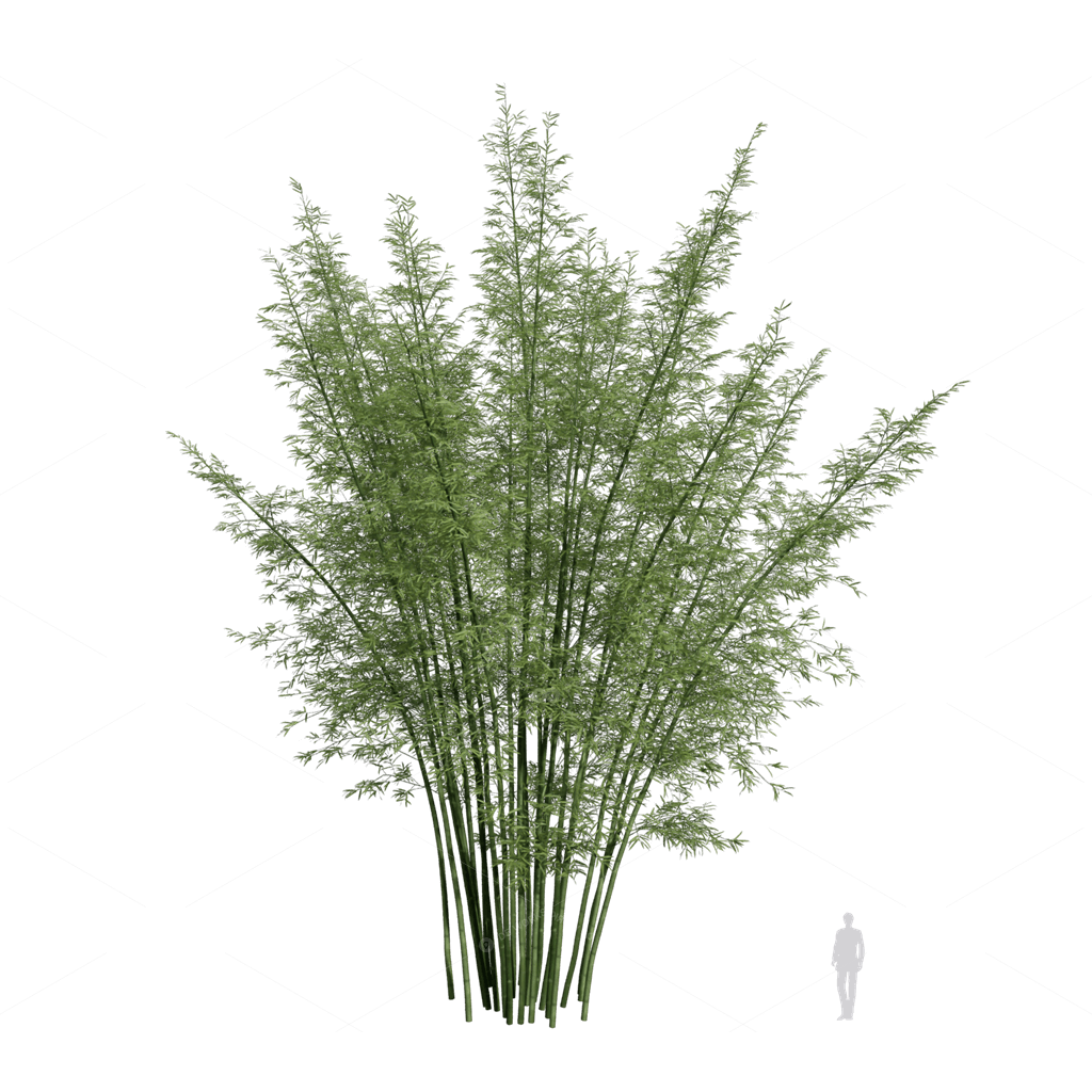Other Botanicals 3D Models