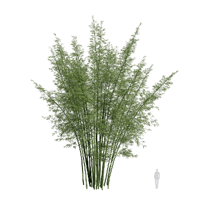 Bamboo Bambusoideae 16