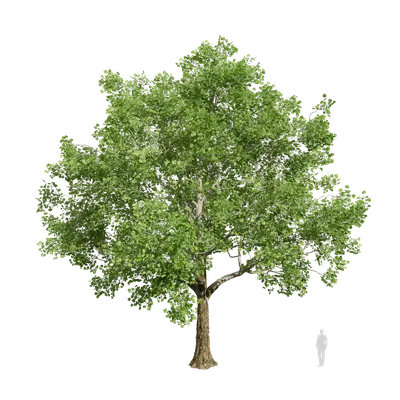 Platanus occidentalis 07