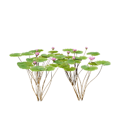 Aquatic Plants Nymphaea Orchid 05