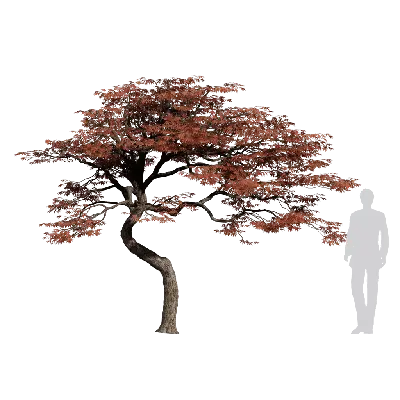 Acer palmatum Atropurpureum 12 3d model