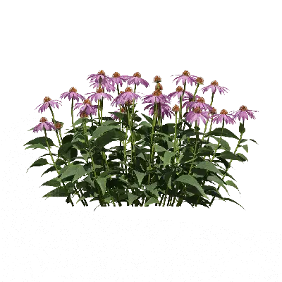 Echinacea purpurea 08
