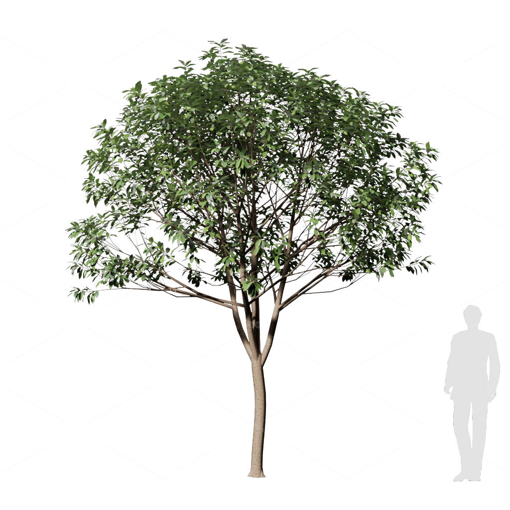Trees 3D Models