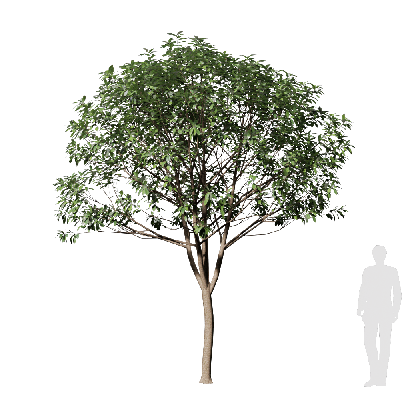 Broadleaf Tree Osmanthus fragrans 01 