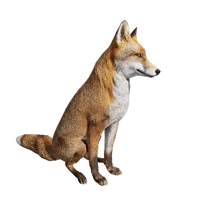 Fox sit 3d model
