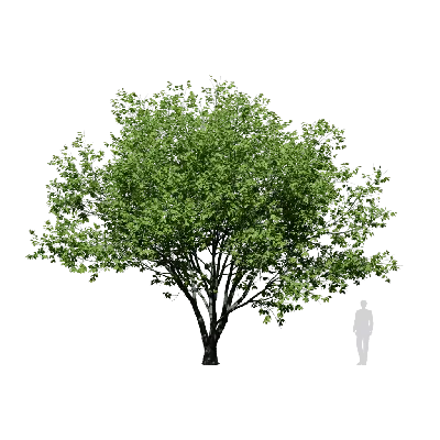 Betula alleghaniensis 03