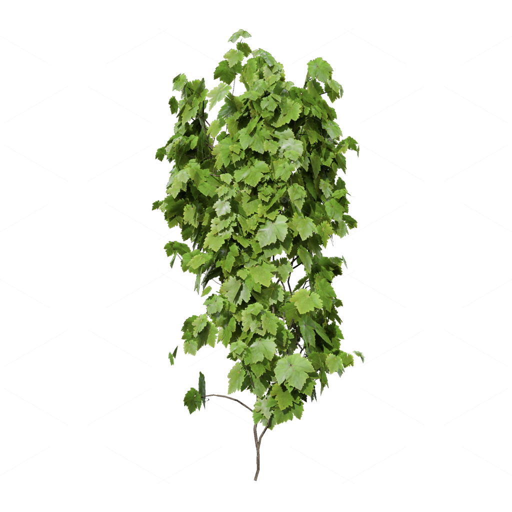 Climbing Plants 3D Models