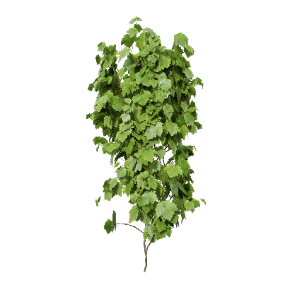 Climbing Plants Vitis vinifera 04