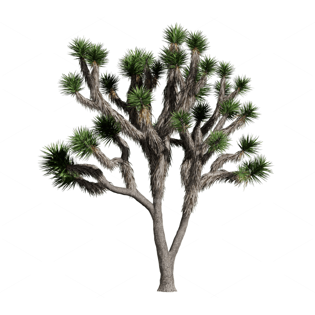 Xerophyte Plants 3D Models