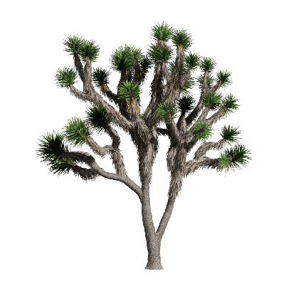 Xerophytes Yucca brevifolia 05