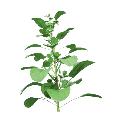 Crops Spinacia oleracea 06