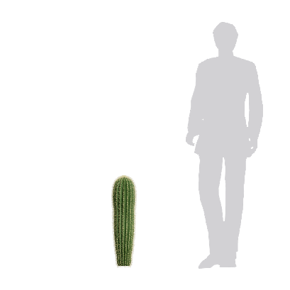 Xerophytes Neobuxbaumia polylopha 02