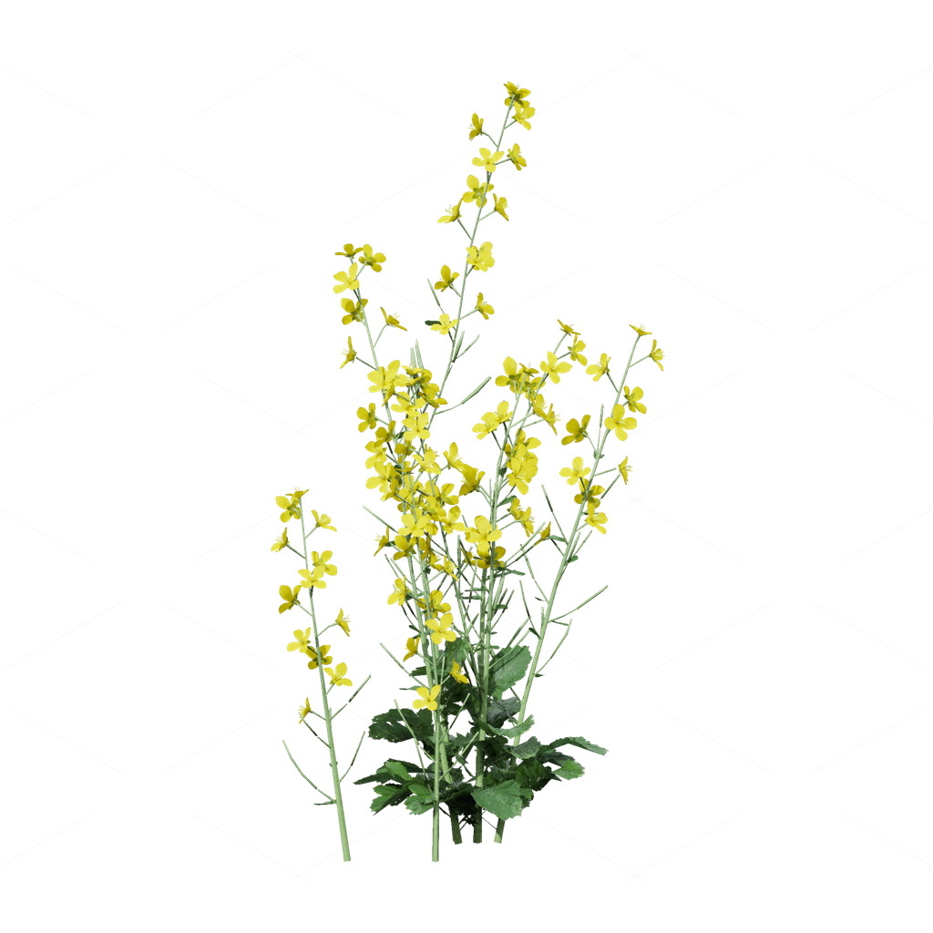 Crops 3D Models