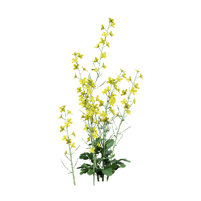 Crops Brassica napus 02