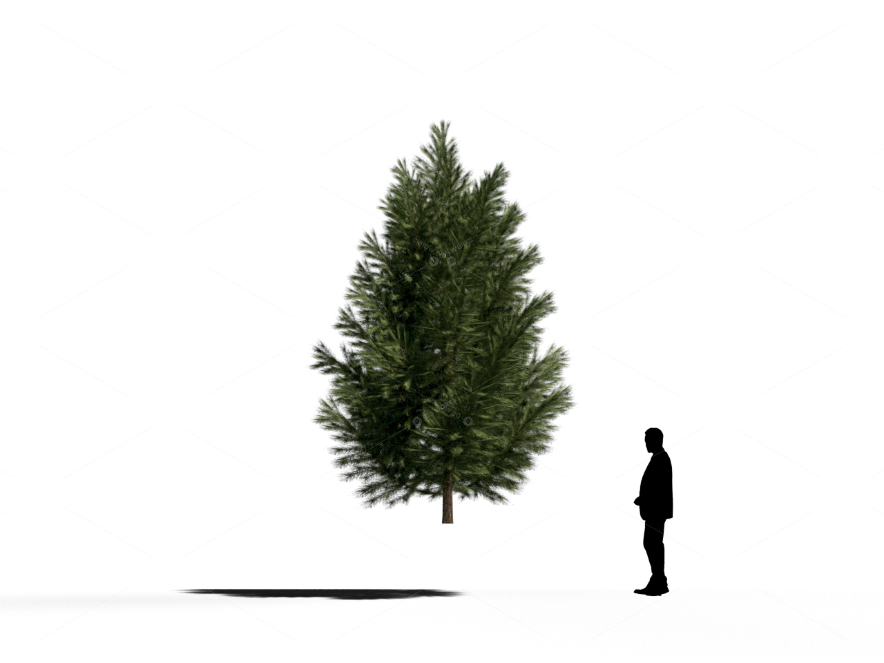 Trees 3D Models