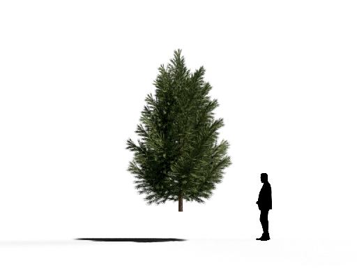 Modern Coniferous Tree