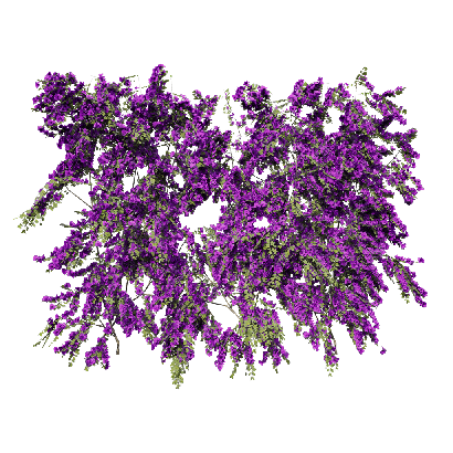 Climbing Plants Bougainvillea glabra 04
