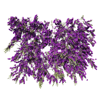 Bougainvillea glabra 04