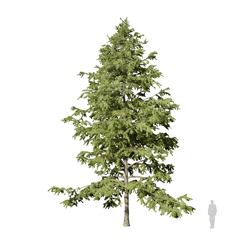 Trees 3D Models