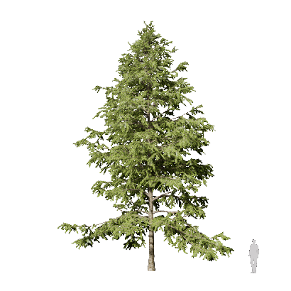 Coniferous Tree Cedrus deodara