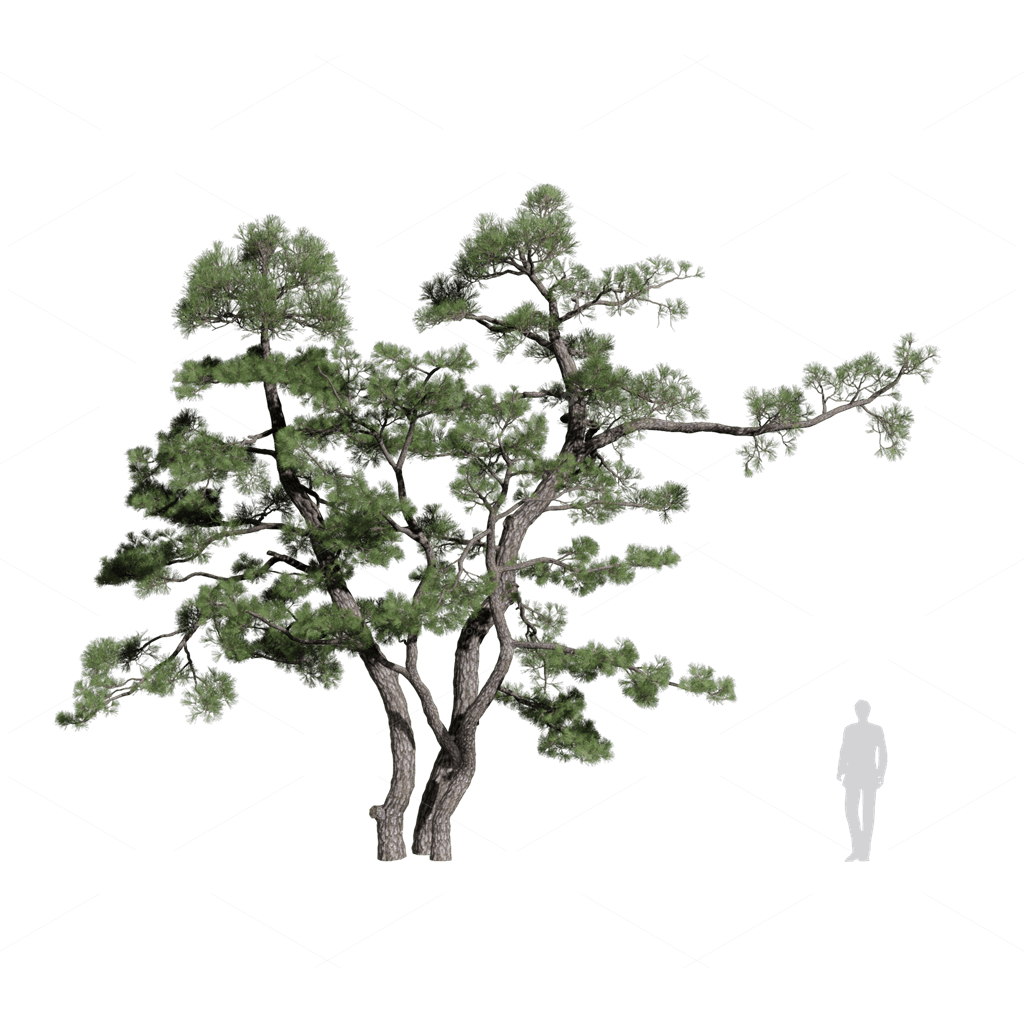 Trees 3D Models