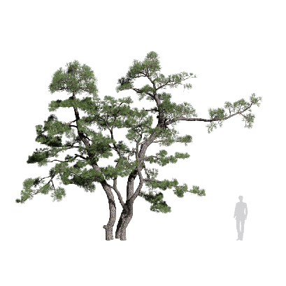 Coniferous Tree Pinus thunbergii 15