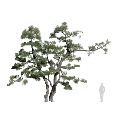 Pinus thunbergii 15 3d model