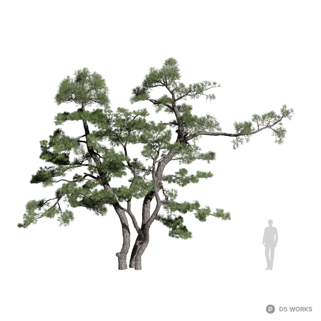 Pinus thunbergii 15 3d model - Image 1
