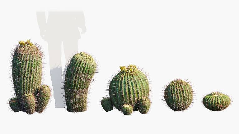 Modern Xerophytes