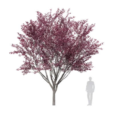 Prunus cerasifera Ehrhart 04