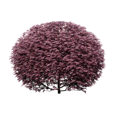 Loropetalum chinense 07