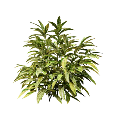 Alpinia zerumbet 05 3d model