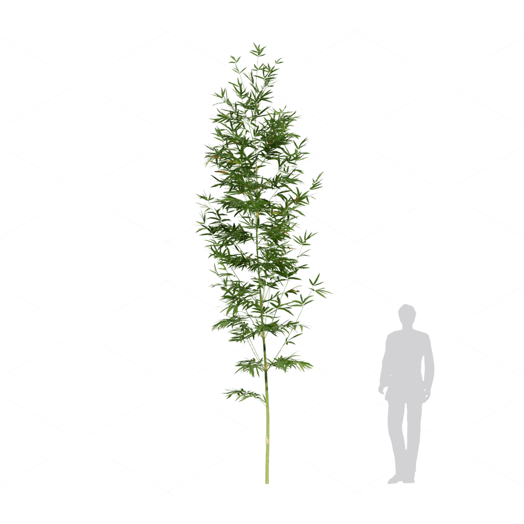 Other Botanicals 3D Models