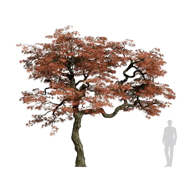 Acer palmatum var 04