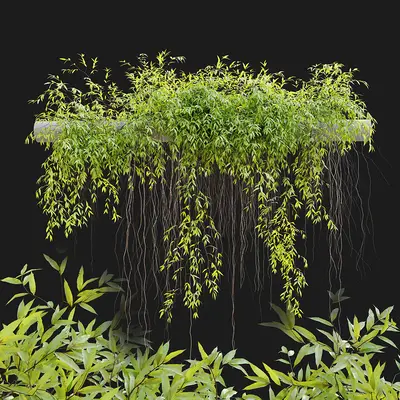 Modern Climbing Plants