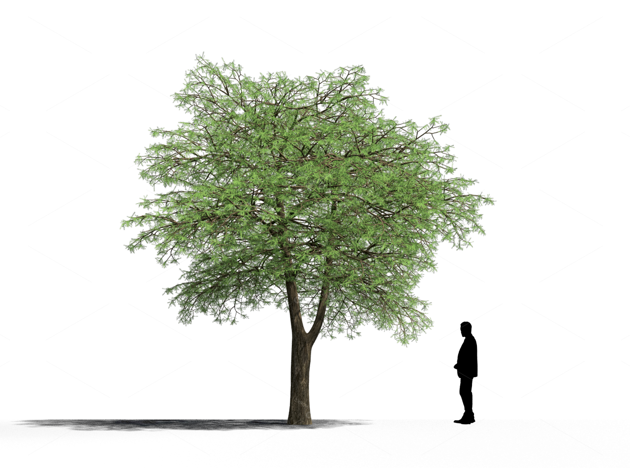 Trees 3D Models