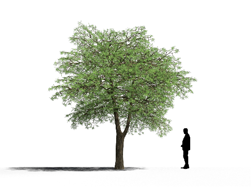 Organic Modern Coniferous Tree