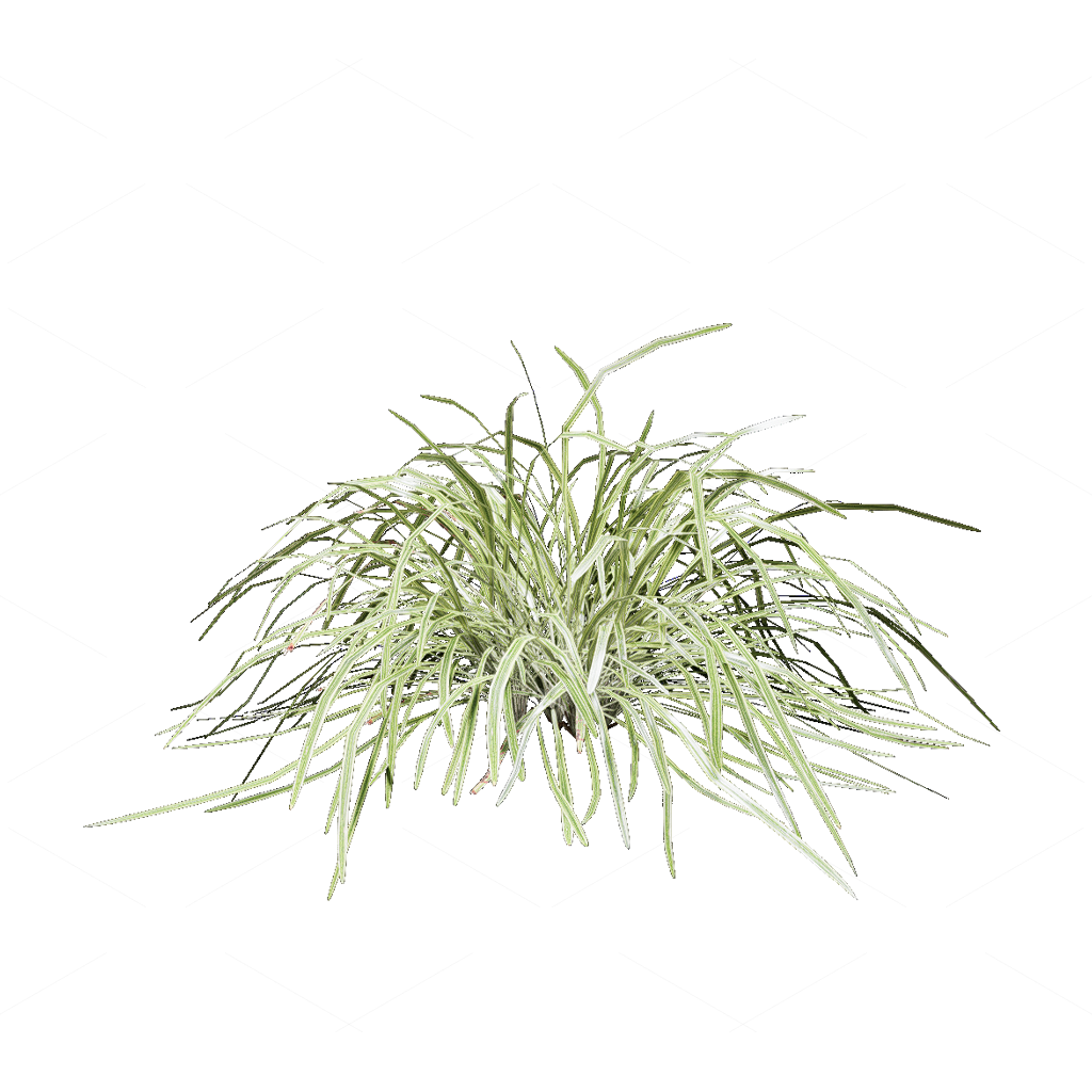 Flowers 3D Models