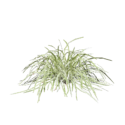 Grass Ophiopogon bodinieri 10