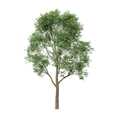 Acer buergerianum 02