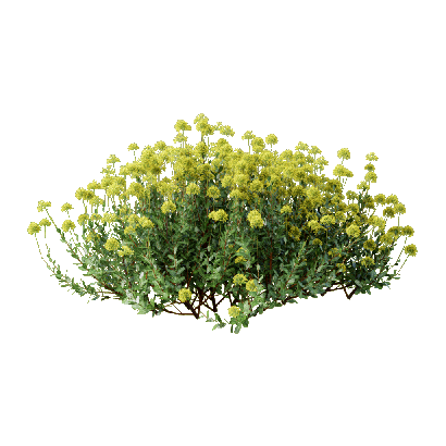 Grass Bupleurum fruticosum 09