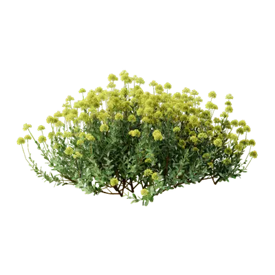 Bupleurum fruticosum 09