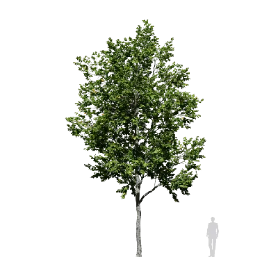 Populus candicans 03 3d model
