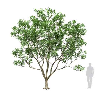 Citrus maxima 01 3d model