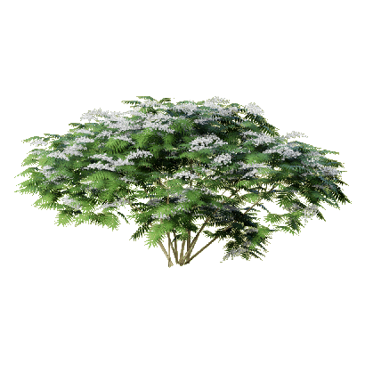 Shrub Sorbaria sorbifolia 
