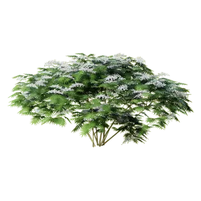 Sorbaria sorbifolia 3d model