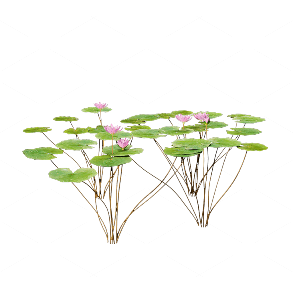 Aquatic Plants 3D Models