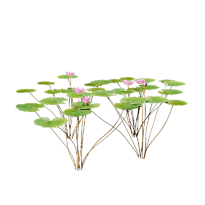 Aquatic Plants Nymphaea Orchid 04