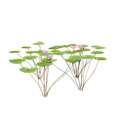 Nymphaea Orchid 04
