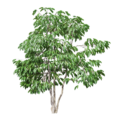 Crops Coffea arabica 02